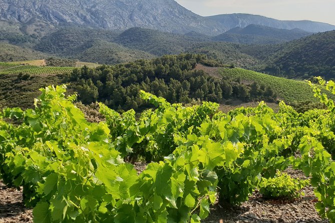 Walks in the Heart of the Secret Vineyards Around Collioure, Tastings - The History Behind the Vineyards