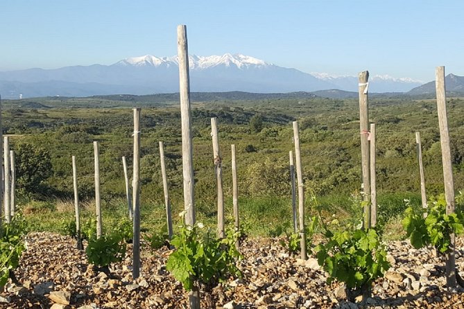 Walks in the Heart of the Secret Vineyards Around Collioure, Tastings - Guided Walks Through the Countryside