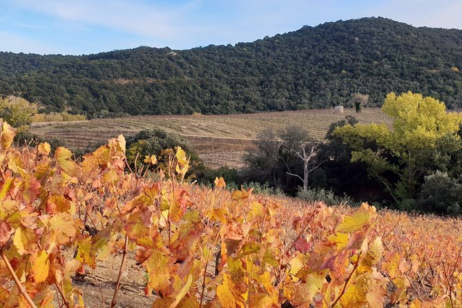 Walks in the Heart of the Secret Vineyards Around Collioure, Tastings - Logistics and Tour Details