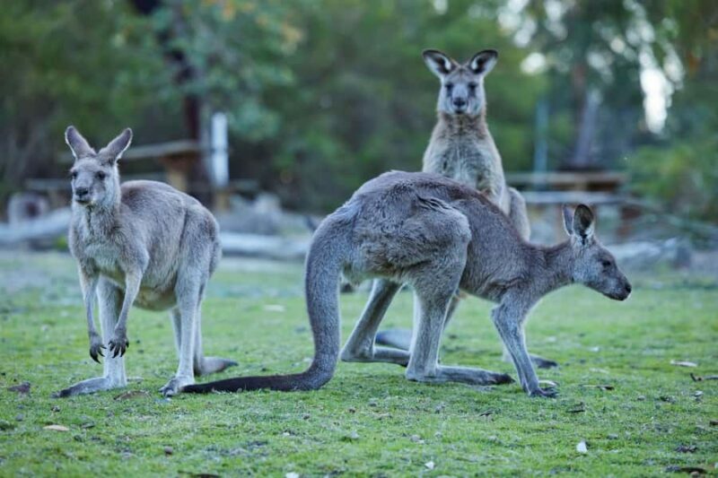Wallabies and Wine Hunter Valley Adventure Private Tour - An In-Depth Look at the Hunter Valley Wildlife and Wine Tour