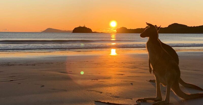 Wallabies on the Beach Sunrise Trip From Mackay - Itinerary and Experience