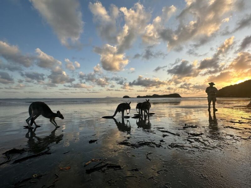 Wallabies on the Beach Sunrise Trip From Mackay - Transportation and Pickup Information