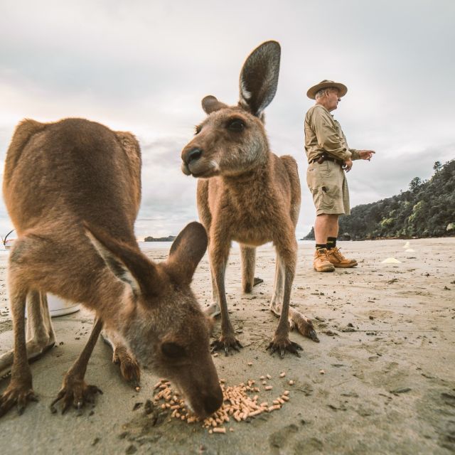 Wallabies on the Beach Sunrise Trip From Mackay - Guided Hike and Wildlife Encounters