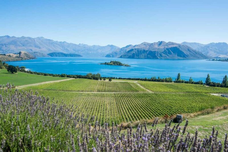 Wanaka: Full Day Classic Wine Tour with Lunch - Authentic Experiences and Real Feedback