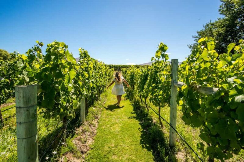 Wanaka: Full Day Classic Wine Tour with Lunch - The Sum Up: Who Will Love This Tour?