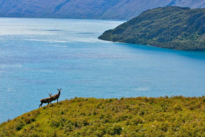 Wanaka High Country Walk - Pricing and Reviews