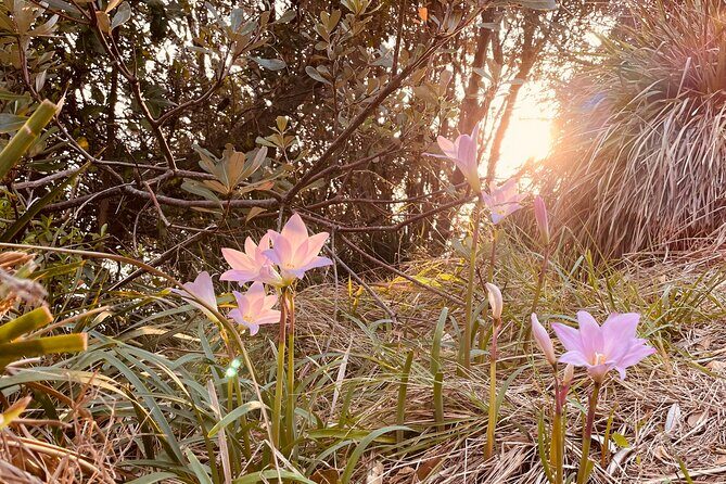 WANDER BYRON Guided Sunrise Tours to Cape Byron Lighthouse - The Sum Up