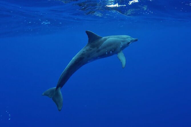 Want to escape? Treat yourself to a snorkeling session in Tahiti! - Final Thoughts