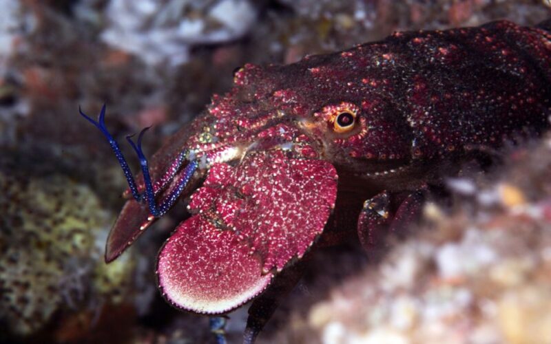 Warkworth: Full-Day Scuba Dive Charter at Hen and Chickens - Booking and Cancellation Policy