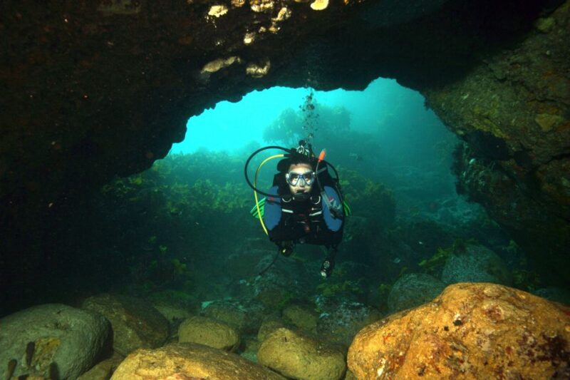 Warkworth: Full-Day Scuba Dive Charter at Hen and Chickens - Marine Life and Underwater Features