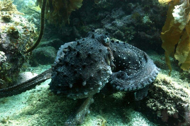 Warkworth: Full-Day Scuba Dive Charter at Hen and Chickens - Meeting Point and Requirements