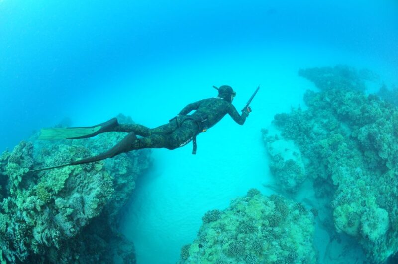 Warkworth: Full-Day Spearfishing Charter - Key Points