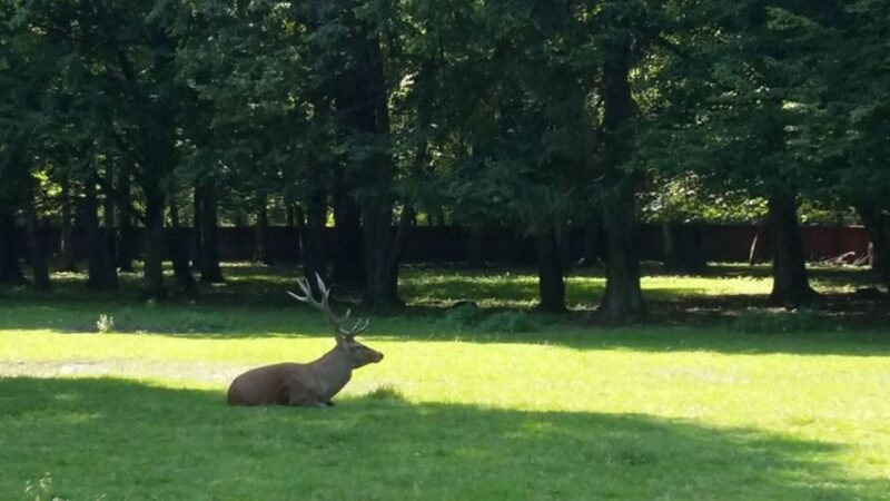 Warsaw: Bialowieza National Park and European Bison Tour - Pickup and Transportation