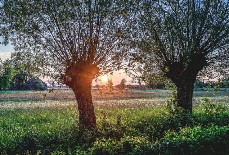 Warsaw: Half-Day Private Chopin Tour to Zelazowa Wola - Key Points