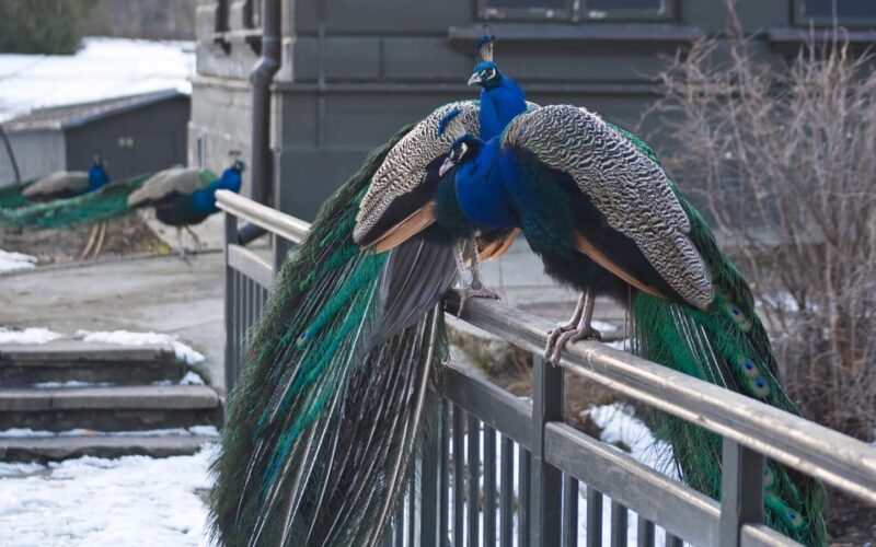 Warsaw Zoo Park With Private Transport - Key Points