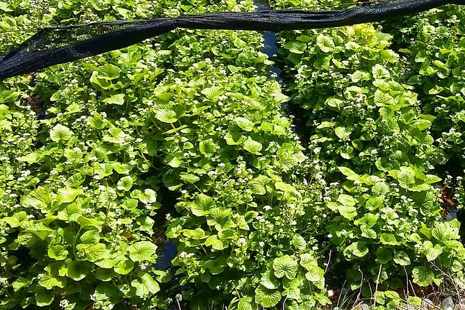 Wasabi Farm Discovery Walking Tour - Tour Details