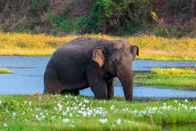 Wasgamuwa National Park Private Safari - Vehicle and Accessibility