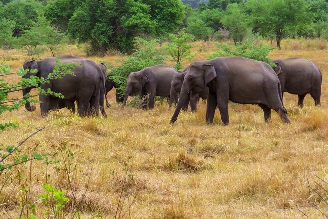 Wasgamuwa National Park Private Safari - Pricing and Bookings