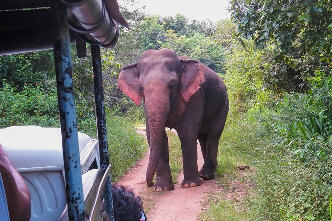 Wasgamuwa National Park Private Safari - Traveler Reviews