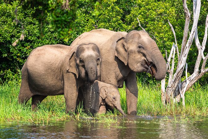 Wasgamuwa National Park | Private Safari - Key Points