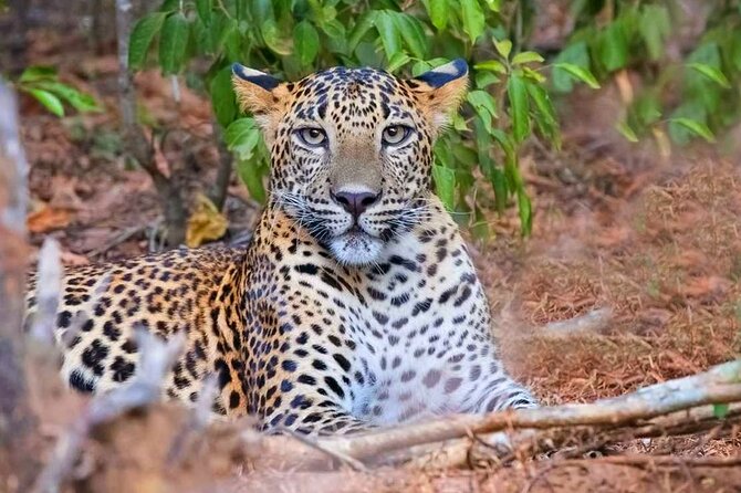 Wasgamuwa National Park | Private Safari - Pickup and Drop-off