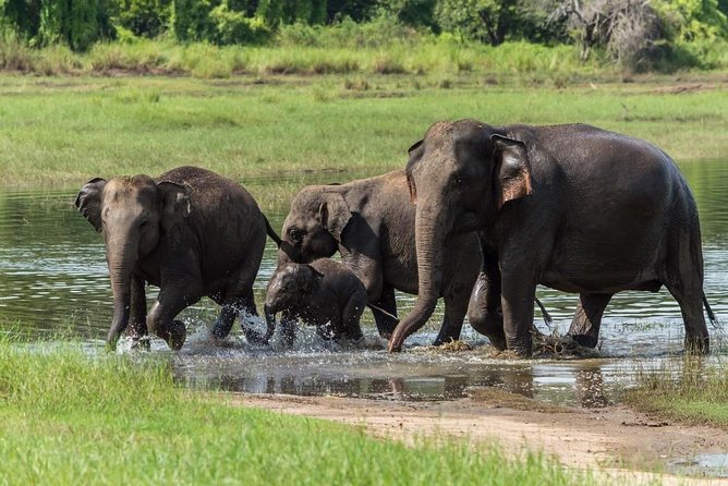 Wasgamuwa National Park | Private Safari - Meeting Point