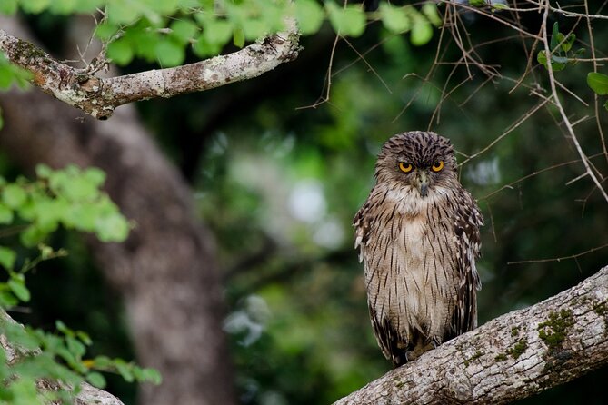 Wasgamuwa National Park | Private Safari - Activity Duration