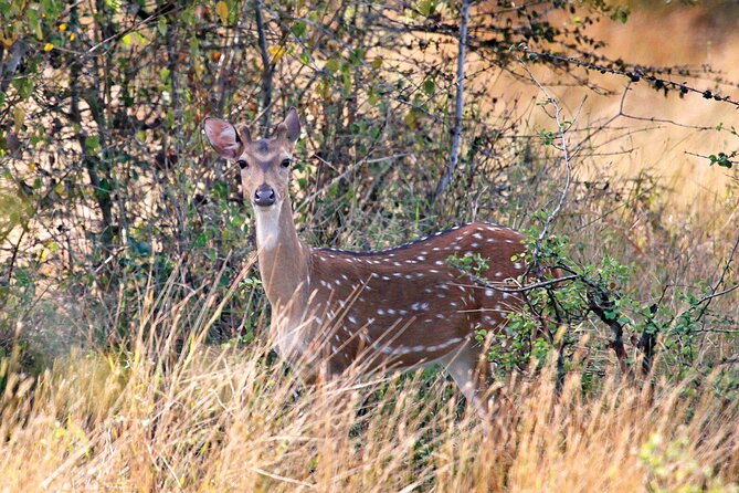 Wasgamuwa National Park | Private Safari - Group Size and Exclusivity