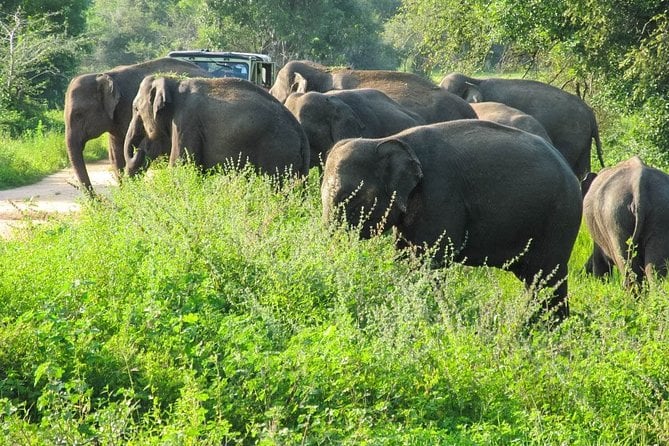 Wasgamuwa National Park Safari - Wildlife and Scenery Highlights