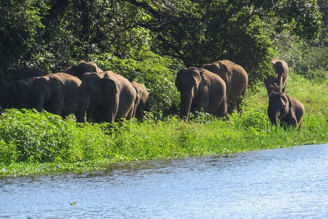 Wasgamuwa National Park Safari - Private Safari Experiences