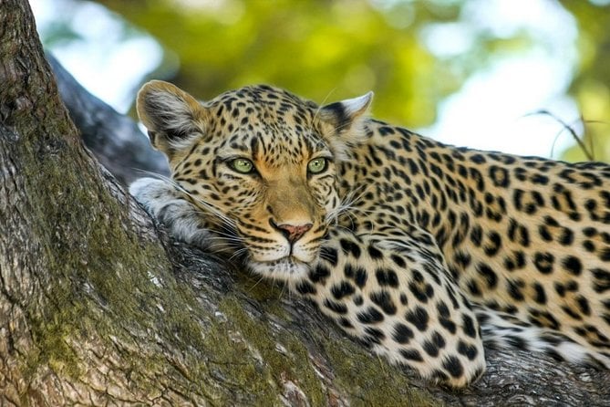 Wasgamuwa National Park Safari - Tour Guide Expertise and Languages