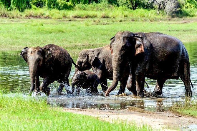 Wasgamuwa National Park Safari - Customer Feedback and Ratings