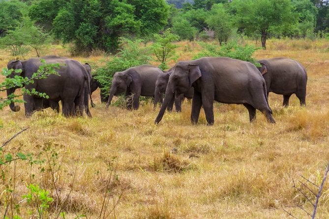 Wasgamuwa National Park Safari - Wasgamuwa National Park Overview