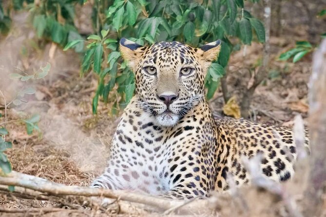 Wasgamuwa National Park Safari From Dambulla - Key Points