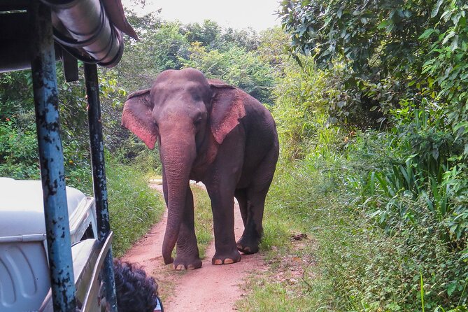 Wasgamuwa National Park Safari From Dambulla - Pickup and Meeting