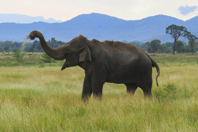 Wasgamuwa National Park Safari From Dambulla - Health and Accessibility