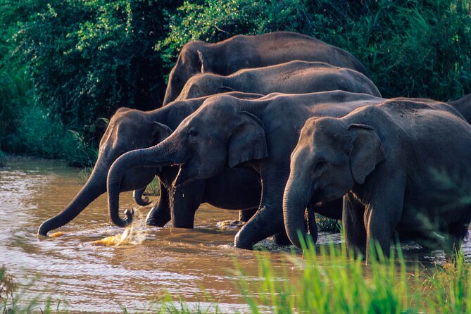 Wasgamuwa National Park Safari From Dambulla - Wildlife Viewing