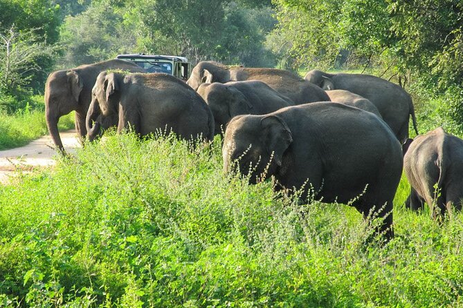Wasgamuwa National Park Safari From Dambulla - Visitor Experiences