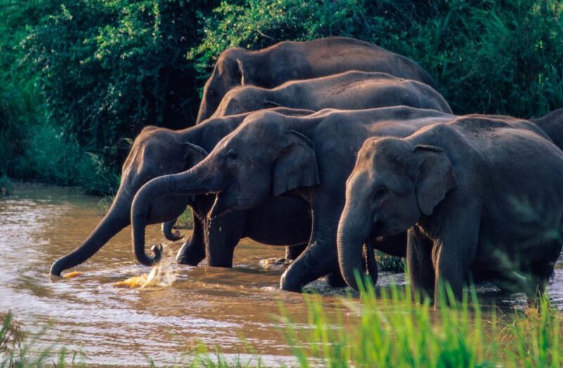 Wasgamuwa: Wasgamuwa National Park Private 3-Hour Safari - Key Points
