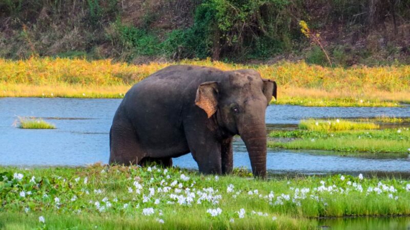 Wasgamuwa: Wasgamuwa National Park Private 3-Hour Safari - Safari Experience