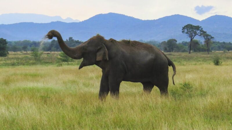 Wasgamuwa: Wasgamuwa National Park Private 3-Hour Safari - Wildlife and Flora