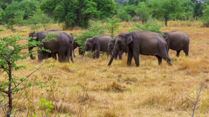 Wasgamuwa: Wasgamuwa National Park Private 3-Hour Safari - Getting to Wasgamuwa