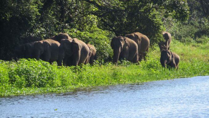 Wasgamuwa: Wasgamuwa National Park Private 3-Hour Safari - What to Bring and Prepare
