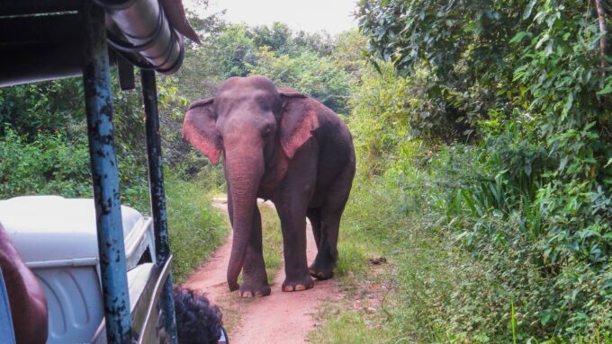 Wasgamuwa: Wasgamuwa National Park Private 3-Hour Safari - Frequently Asked Questions