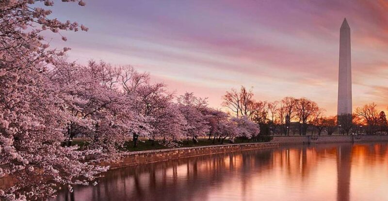 Washington: Cherry Blossom Tour - Experience Highlights