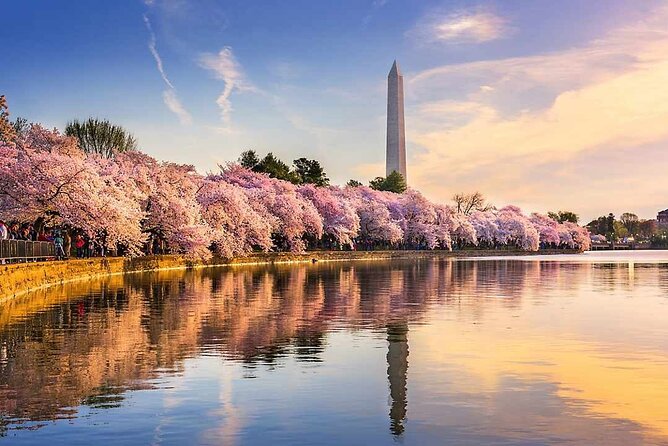 Washington D.C. Cherry Blossom 1-Day Tour From New York - Key Points