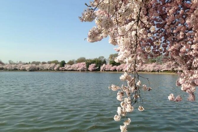 Washington D.C. Cherry Blossom 1-Day Tour From New York - Transportation and Pickup Information