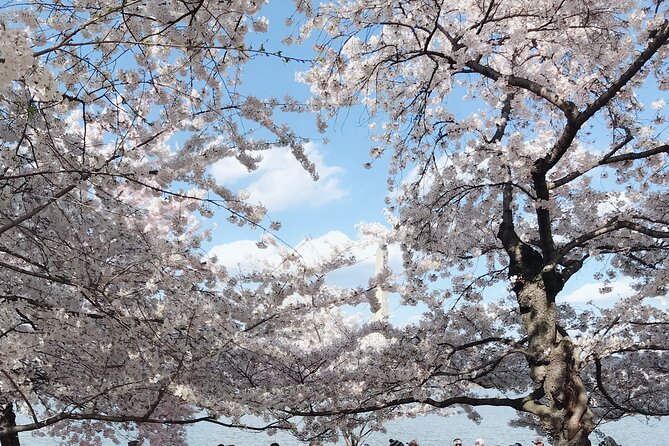 Washington D.C. Cherry Blossom 1-Day Tour From New York - Booking and Terms
