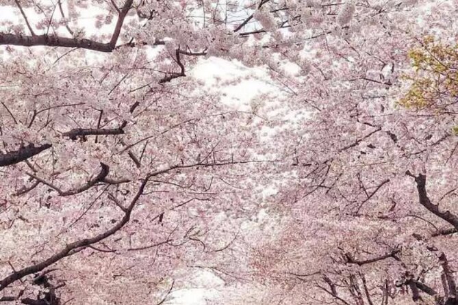 Washington D.C. Cherry Blossom 1-Day Tour From New York - Exploring the Cherry Blossoms in Washington D.C