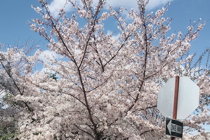 Washington D.C. Cherry Blossom 1-Day Tour From New York - Highlights of the Tour